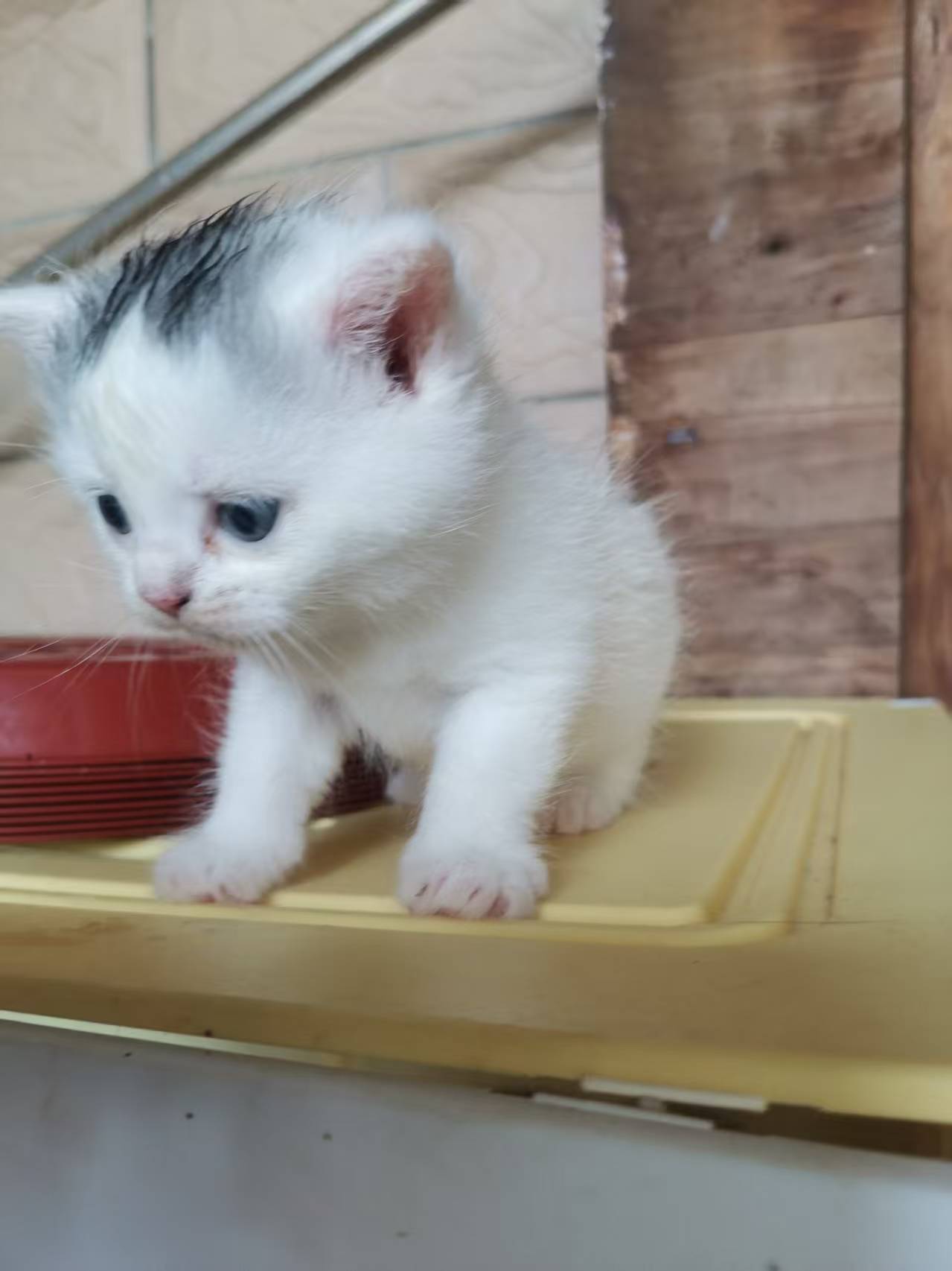 紫金渐层猫(白)公➕英国短毛猫(蓝)母